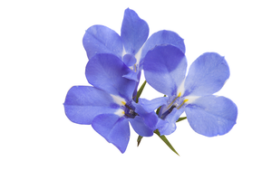 Whats all the fuss about Lobelia?