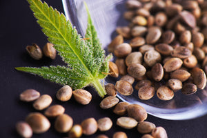 How Long does Wild Hemp Stay in your System