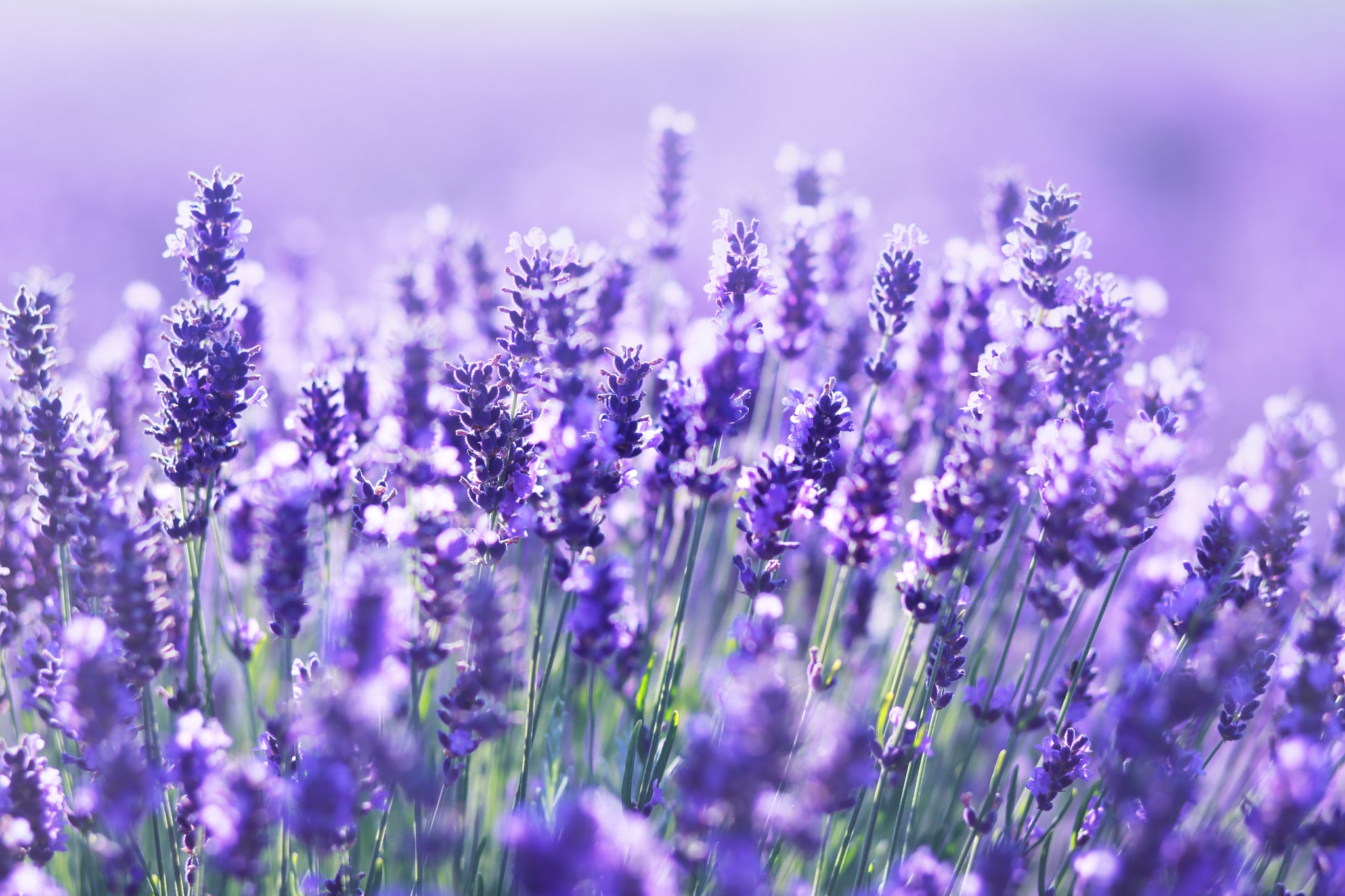 Why Lavender is so powerful